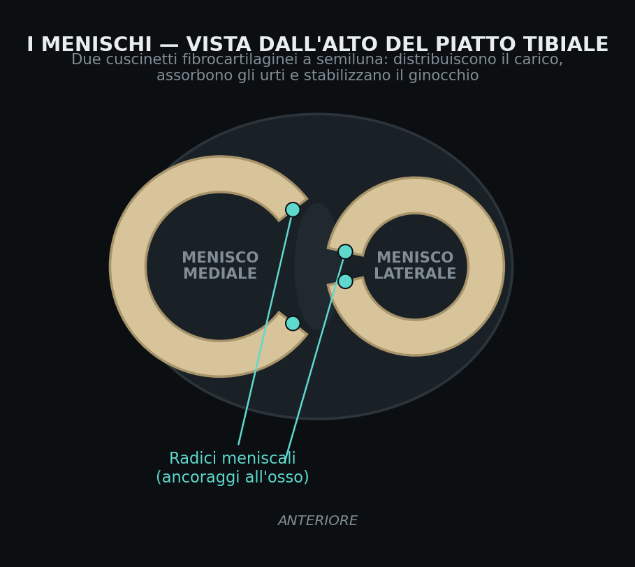 I due menischi visti dall'alto: il mediale a C aperta, il laterale quasi circolare. Le radici sono i punti di